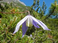 50 Clematis alpina - clematide alpina Ranunculaceae